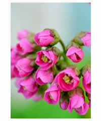 Bergenia 'Bressingham Ruby' - Perennial