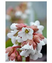 Bergenia 'Bressingham White' AGM - Perennial