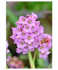 Bergenia cordifolia 'Purpurea' AGM - Perennial