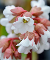 Bergenia