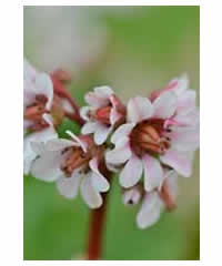 Bergenia 'Silberlicht' AGM - Perennial