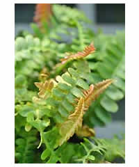 Blechnum penna-marina  Fern