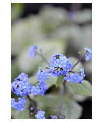 Brunnera macrophylla 'Jack Frost' AGM - Perennial