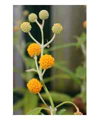 Buddleja globosa AGM