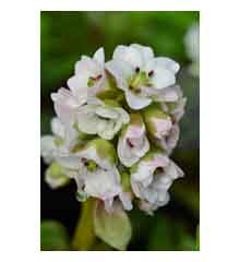 Bergenia 'Diamond Drops'