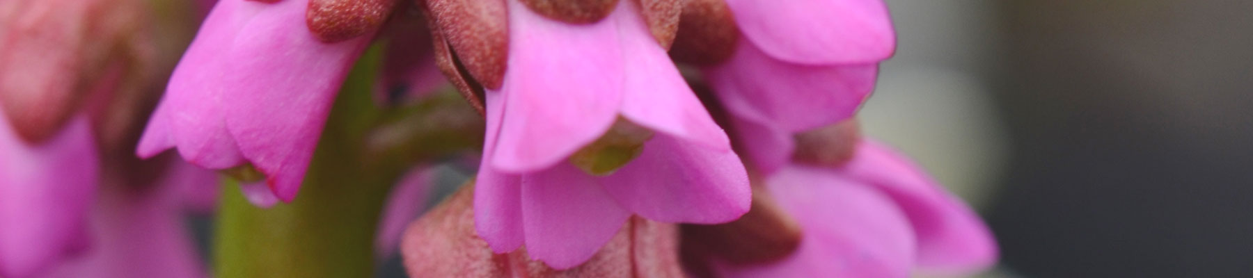 Bergenia