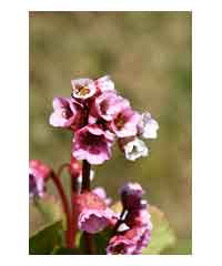 Bergenia 'Harzkristall' - Perennial