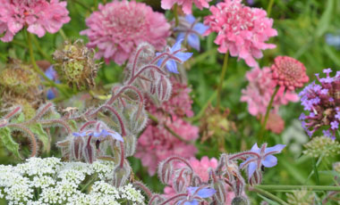 Perennials for summer