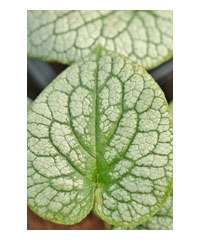 Brunnera macrophylla 'Alexanders Great' - Perennial