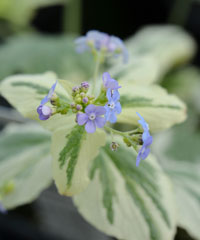 Brunnera