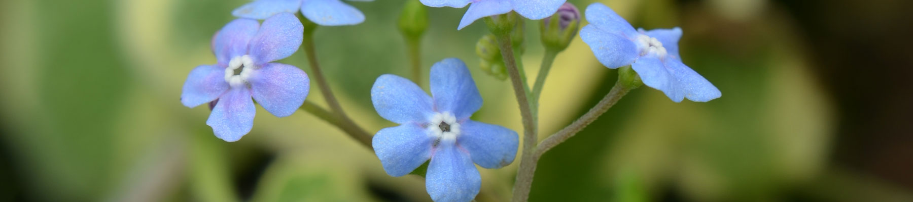 Brunnera