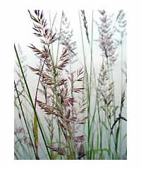 Calamagrostis