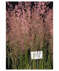 Calamagrostis x acutiflora 'Overdam'