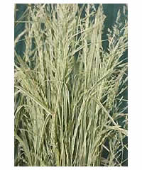Westcountry Grasses