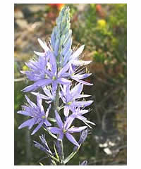 Camassia cusickii