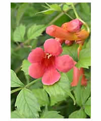 Campsis radicans 'Flamenco'