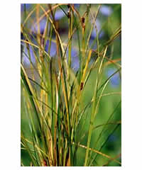 Carex dipsacea