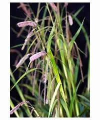 5 grasses of OUR choice for 30