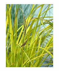 Carex