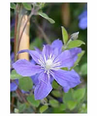 Clematis 'Arabella' AGM 