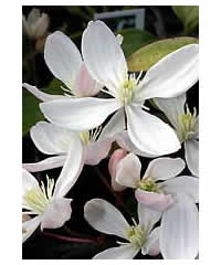 Clematis armandii 