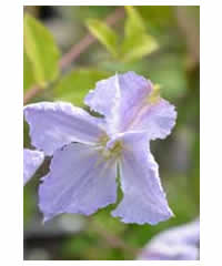 Clematis 'Blue Angel' 