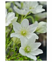 Clematis cirrhosa x 'Cartmanii Joe' AGM