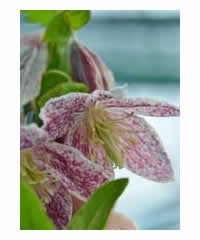 Clematis cirrhosa 'Freckles' AGM 