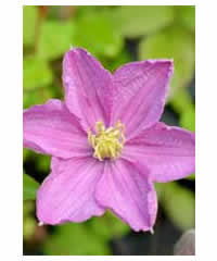 Clematis 'Comtesse de Bouchard' AGM