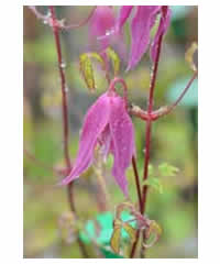 Clematis alpina 'Constance' AGM