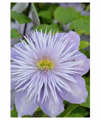 Clematis 'Crystal Fountain'