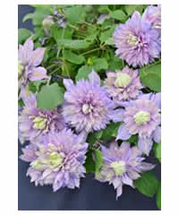 Clematis 'Diamantina' 