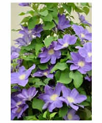 Clematis 'Diana's Delight'