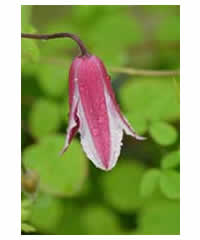 Clematis texensis 'Etoile Rose' 