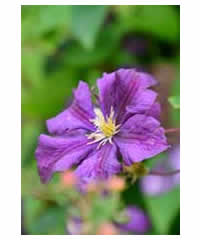 Clematis viticella 'Etoile Violette' AGM 