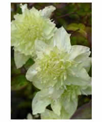 Clematis florida var alba plena