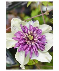 Clematis florida var sieboldiana 