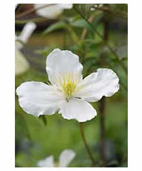 Clematis montana grandiflora 