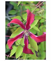 Clematis texensis 'Gravetye Beauty'