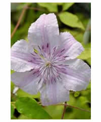 Clematis 'Hagley Hybrid' 