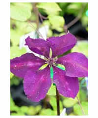 Clematis 'Jackmanii Superba' 