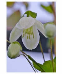 Clematis cirrhosa 'Jingle Bells' 