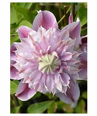 Clematis 'Josephine' AGM