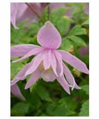 Clematis macropetala 'Markhams Pink' AGM 