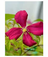 Clematis 'Mme Julia Correvon' AGM