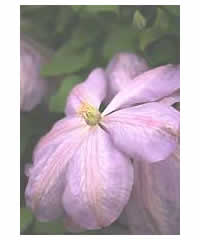 Clematis 'Mrs Cholmondeley' AGM