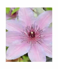 Clematis 'Natascha' 