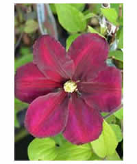 Clematis 'Niobe' AGM 