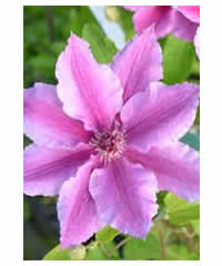 Clematis 'Ooh La La'