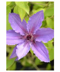 Clematis 'Parisienne'